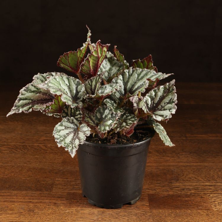 Бегония Last Laugh 25/12 фото 1 &mdash; Luxury Plants