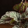 Бегония Last Laugh 25/12 фото 3 &mdash; Luxury Plants