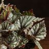Бегония Last Laugh 25/12 фото 4 &mdash; Luxury Plants