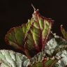 Бегония Last Laugh 25/12 фото 5 &mdash; Luxury Plants