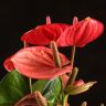 Антуриум Андрианум Казанова 50/14 фото 2 &mdash; Luxury Plants