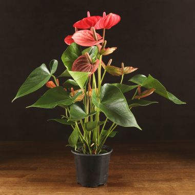 Антуриум Андрианум Казанова 50/14 &mdash; Luxury Plants