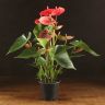 Антуриум Андрианум Казанова 50/14 фото 1 &mdash; Luxury Plants