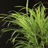 Драцена Анита 80/21 фото 2 &mdash; Luxury Plants