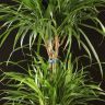 Драцена Анита 80/21 фото 3 &mdash; Luxury Plants