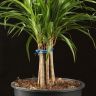 Драцена Анита 80/21 фото 4 &mdash; Luxury Plants