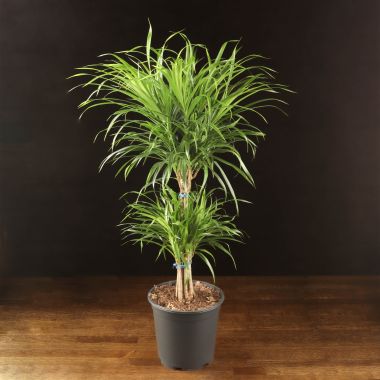 Драцена Анита 80/21 &mdash; Luxury Plants