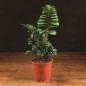 Замиокулькас Зензи 50/15 фото 1 &mdash; Luxury Plants