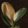 Фикус Эластика Робуста 40/14 фото 2 &mdash; Luxury Plants