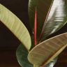 Фикус Эластика Робуста 40/14 фото 3 &mdash; Luxury Plants