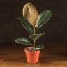 Фикус Эластика Робуста 40/14 фото 1 &mdash; Luxury Plants