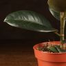 Фикус Эластика Робуста 40/14 фото 4 &mdash; Luxury Plants
