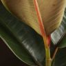 Фикус Эластика Робуста 40/14 фото 5 &mdash; Luxury Plants
