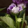 Синнингия 20/12 микс фото 5 &mdash; Luxury Plants