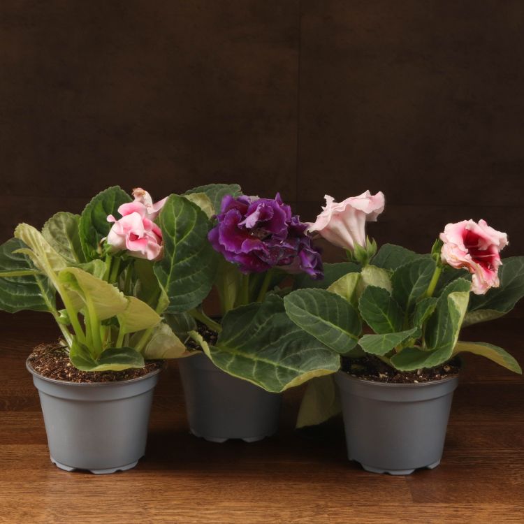 Синнингия 20/12 микс фото 1 &mdash; Luxury Plants