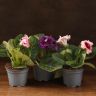 Синнингия 20/12 микс фото 1 &mdash; Luxury Plants