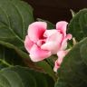 Синнингия 20/12 микс фото 4 &mdash; Luxury Plants