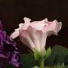 Синнингия 20/12 микс фото 2 &mdash; Luxury Plants