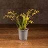Орхидея Онцидиум Твинкл д9 фото 1 &mdash; Luxury Plants