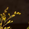 Орхидея Онцидиум Твинкл д9 фото 3 &mdash; Luxury Plants