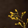 Орхидея Онцидиум Твинкл д9 фото 4 &mdash; Luxury Plants