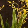 Орхидея Онцидиум Твинкл д9 фото 6 &mdash; Luxury Plants