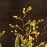 Орхидея Онцидиум Твинкл д9 фото 2 &mdash; Luxury Plants