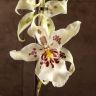 Орхидея Камбрия Беаллара Chocolate Drop д12 фото 1 &mdash; Luxury Plants