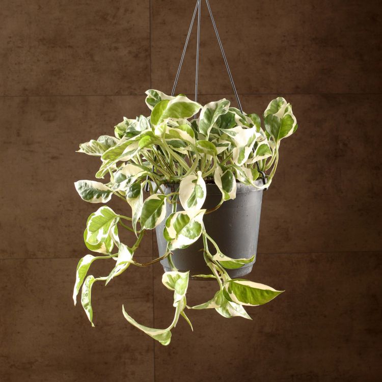 Эпипремнум Энджой подвесной D17 фото 1 &mdash; Luxury Plants
