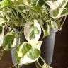Эпипремнум Энджой подвесной D17 фото 2 &mdash; Luxury Plants