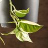 Эпипремнум Энджой подвесной D17 фото 3 &mdash; Luxury Plants
