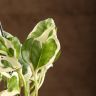 Эпипремнум Энджой подвесной D17 фото 4 &mdash; Luxury Plants