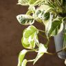 Эпипремнум Энджой подвесной D17 фото 5 &mdash; Luxury Plants