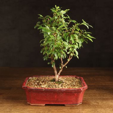 Бонсай Слива 40 см красная плошка &mdash; Luxury Plants