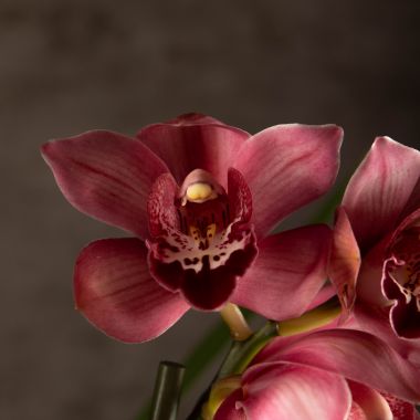 Орхидея Цимбидиум тёмно-розовая D14 &mdash; Luxury Plants