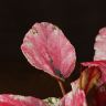 Бегония Rex Maui Sunset 25/12 фото 2 &mdash; Luxury Plants