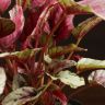 Бегония Rex Maui Sunset 25/12 фото 3 &mdash; Luxury Plants