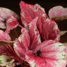 Бегония Rex Maui Sunset 25/12 фото 5 &mdash; Luxury Plants