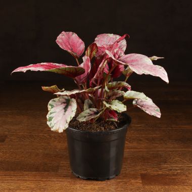 Бегония Rex Maui Sunset 25/12 &mdash; Luxury Plants