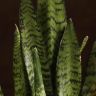 Сансевиерия Зейланика 40/12 фото 3 &mdash; Luxury Plants