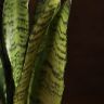 Сансевиерия Зейланика 40/12 фото 4 &mdash; Luxury Plants