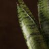 Сансевиерия Зейланика 40/12 фото 2 &mdash; Luxury Plants