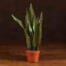 Сансевиерия Зейланика 40/12 фото 1 &mdash; Luxury Plants