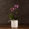 Орхидея Фаленопсис фиолетово-сиреневая в кашпо Optimost фото 1 &mdash; Luxury Plants