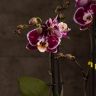 Орхидея Фаленопсис фиолетово-сиреневая в кашпо Optimost фото 2 &mdash; Luxury Plants