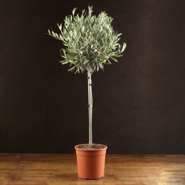Оливковое дерево 90/19 &mdash; Luxury Plants