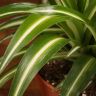Хлорофитум Вариегата 20/12 фото 4 &mdash; Luxury Plants