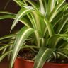 Хлорофитум Вариегата 20/12 фото 2 &mdash; Luxury Plants