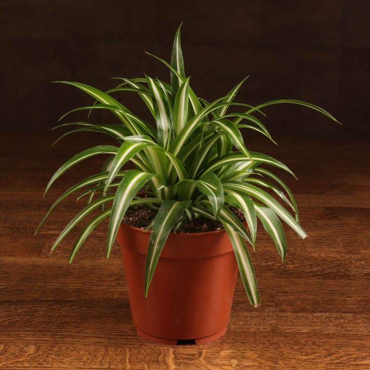 Хлорофитум Вариегата 20/12 фото 1 &mdash; Luxury Plants