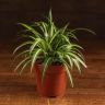Хлорофитум Вариегата 20/12 фото 1 &mdash; Luxury Plants